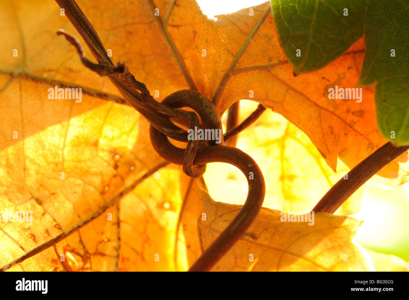 Israel, Negev, Lachish Region, Vineyard, Stock Photo