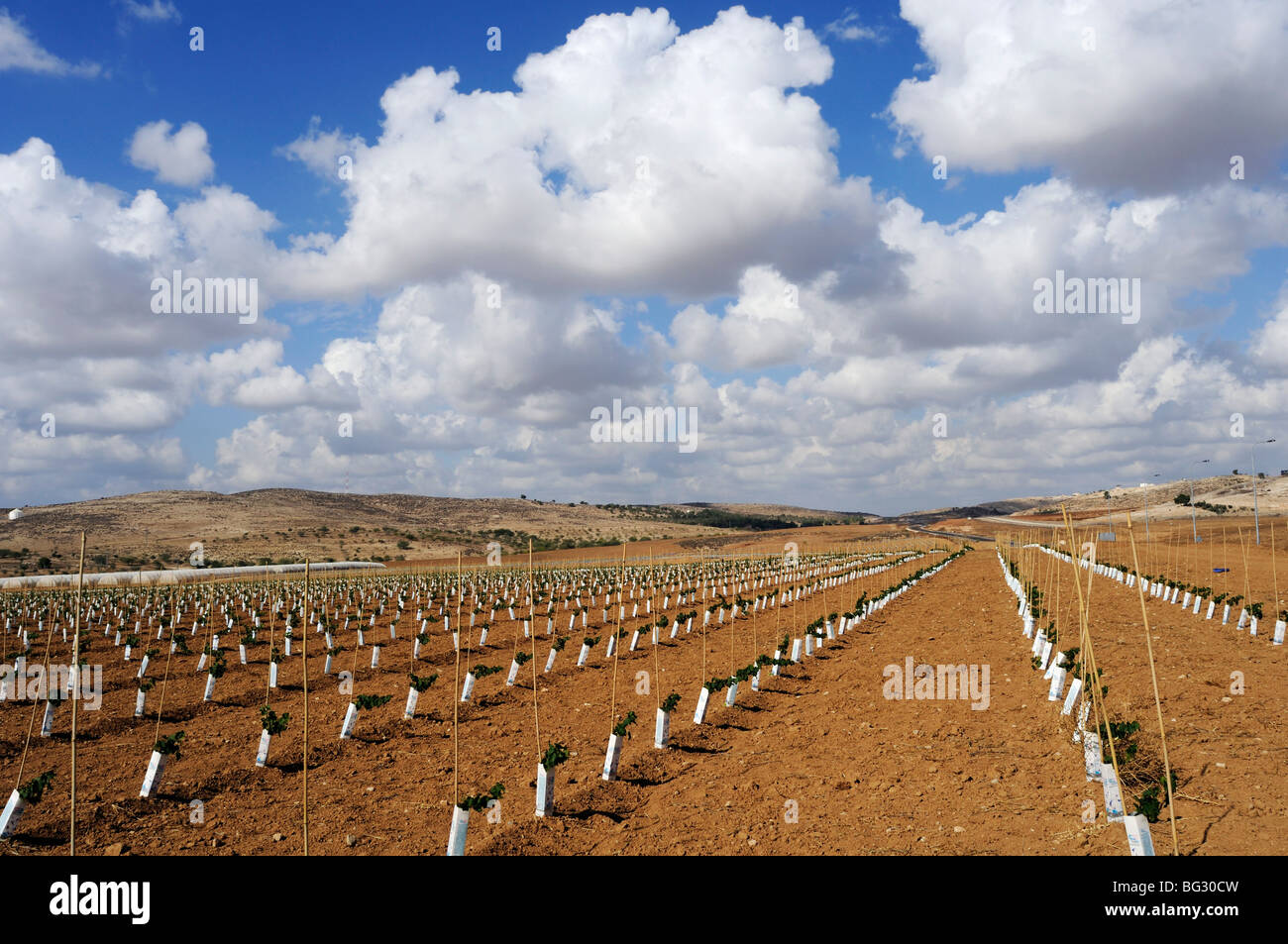 Israel, Negev, Lachish Region, Vineyard, a plot of newly planted grape vines Stock Photo