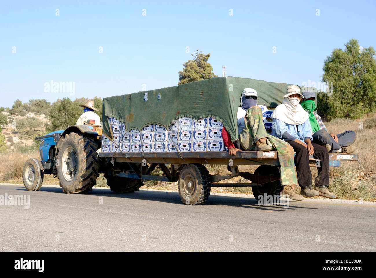 Israel, Negev, Lachish Region, Vineyard, transporting the crop Stock Photo