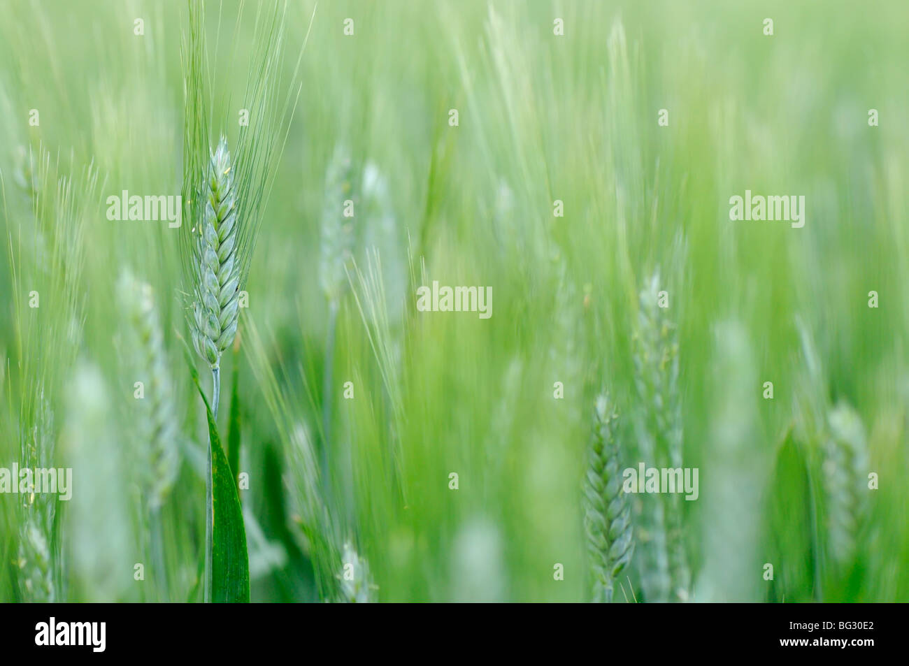 Image of wheat Stock Photo