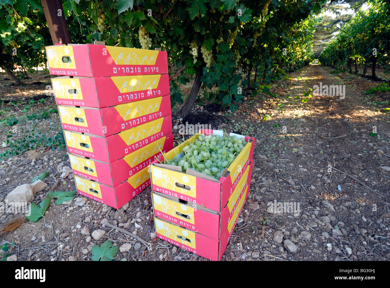 Israel, Negev, Lachish Region, Vineyard, boxes of picked grapes Stock Photo