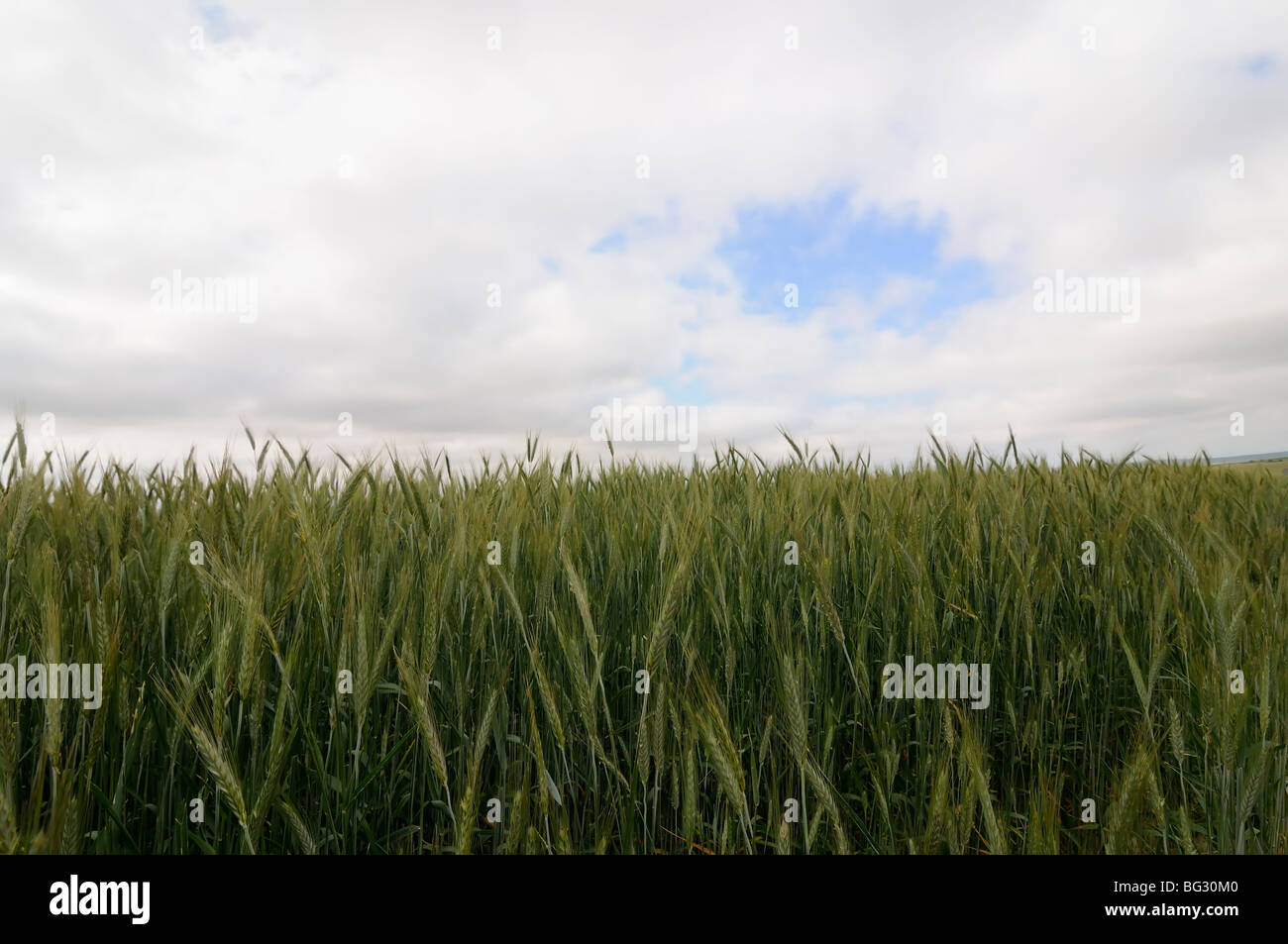 Image of  wheat field Stock Photo