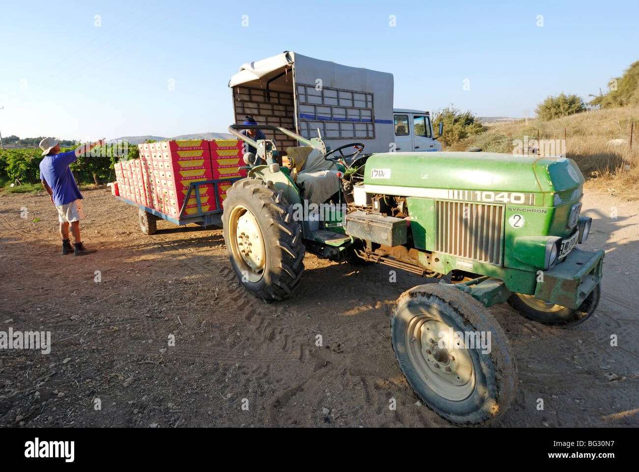 Israel, Negev, Lachish Region, Vineyard, transporting the crop Stock Photo
