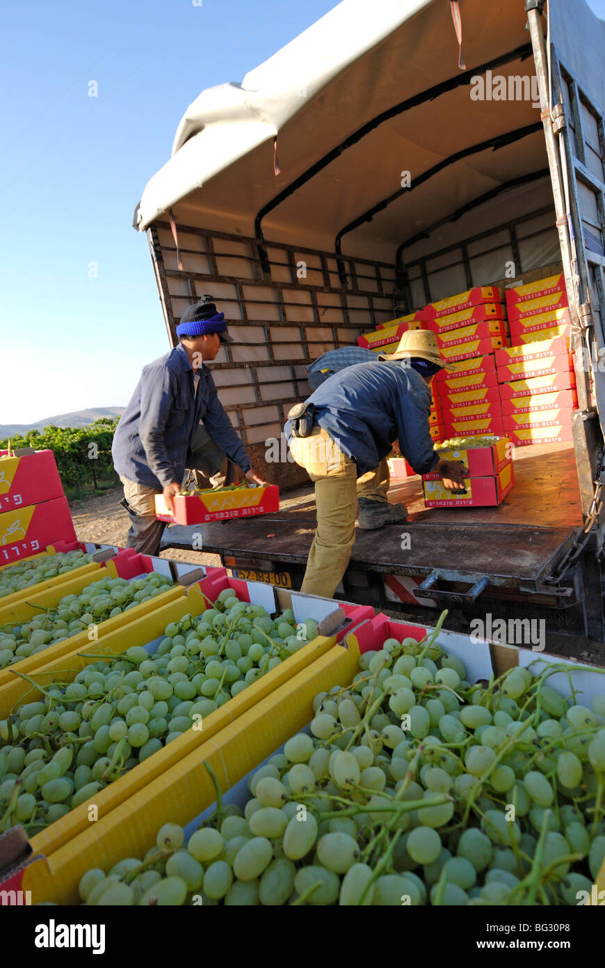 Israel, Negev, Lachish Region, Vineyard, Loading boxes of picked grapes for transportation to market Stock Photo
