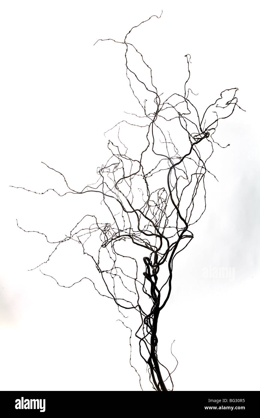 Fine twigs hires stock photography and images Alamy