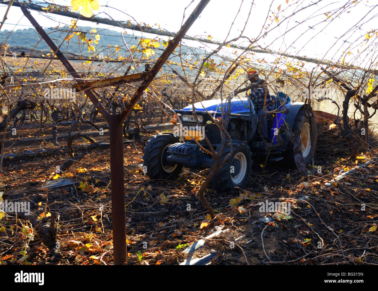 Israel, Negev, Lachish Region, Vineyard, Pruning the vines Stock Photo