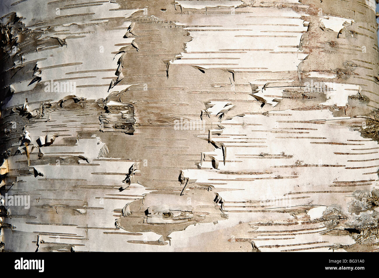 Bark detail of birch tree. Stock Photo