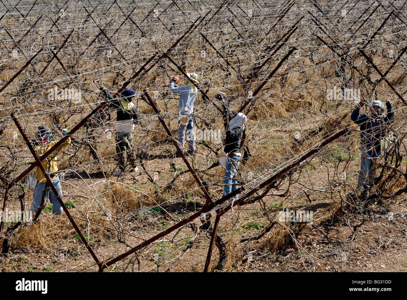 Israel, Negev, Lachish Region, Vineyard, Pruning the vines Stock Photo