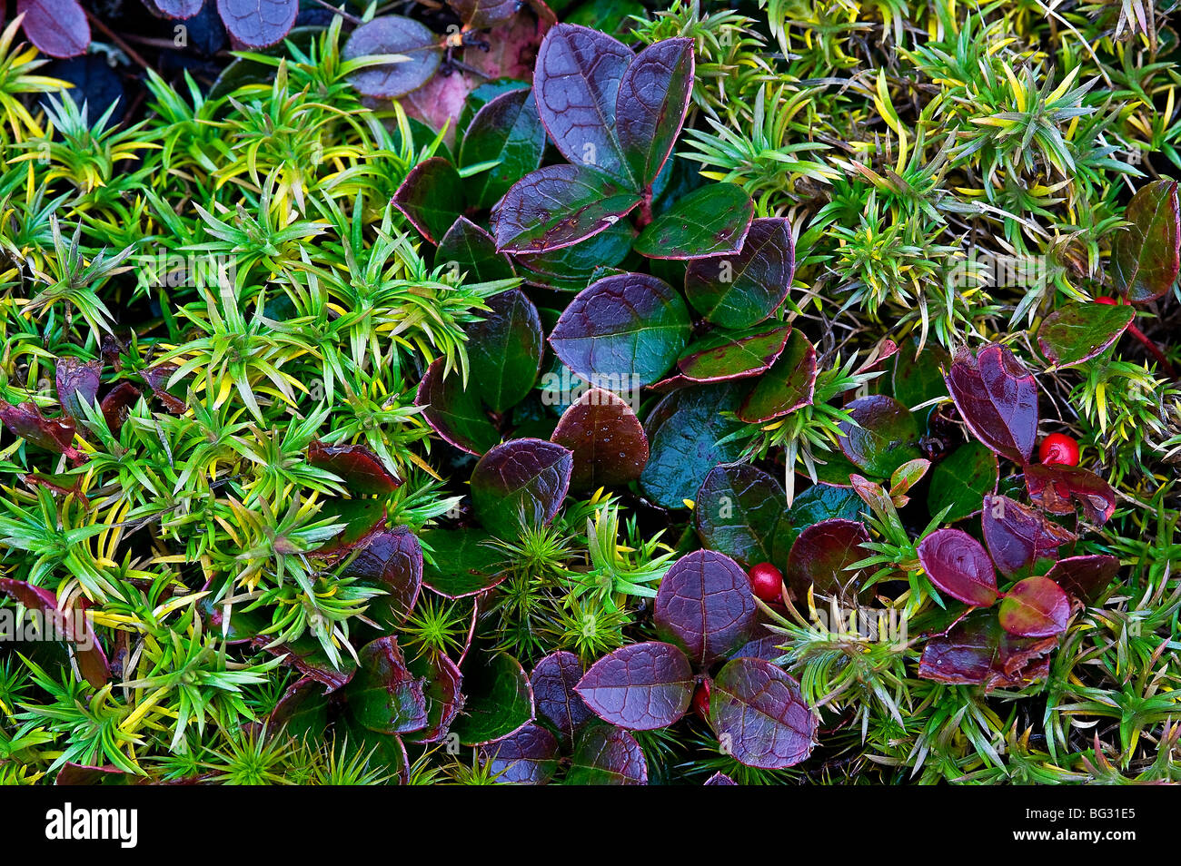 Colorful autumn ground cover plants. Stock Photo