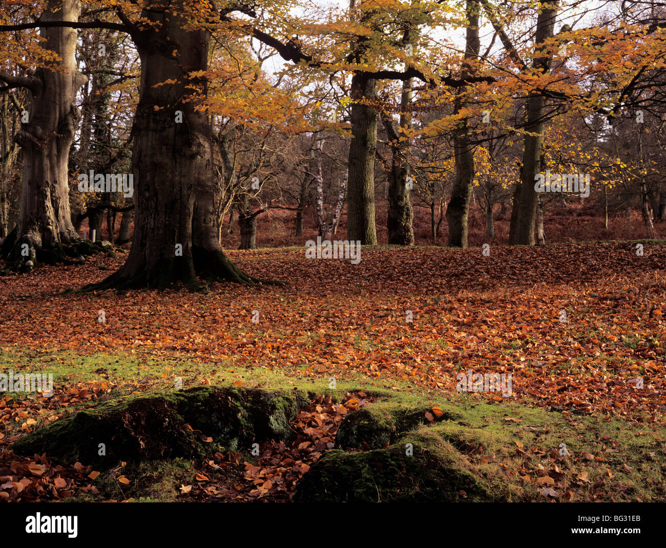 Mature beech trees in New Forest woodland in autumn. Ringwood Hampshire England UK Britain. Stock Photo