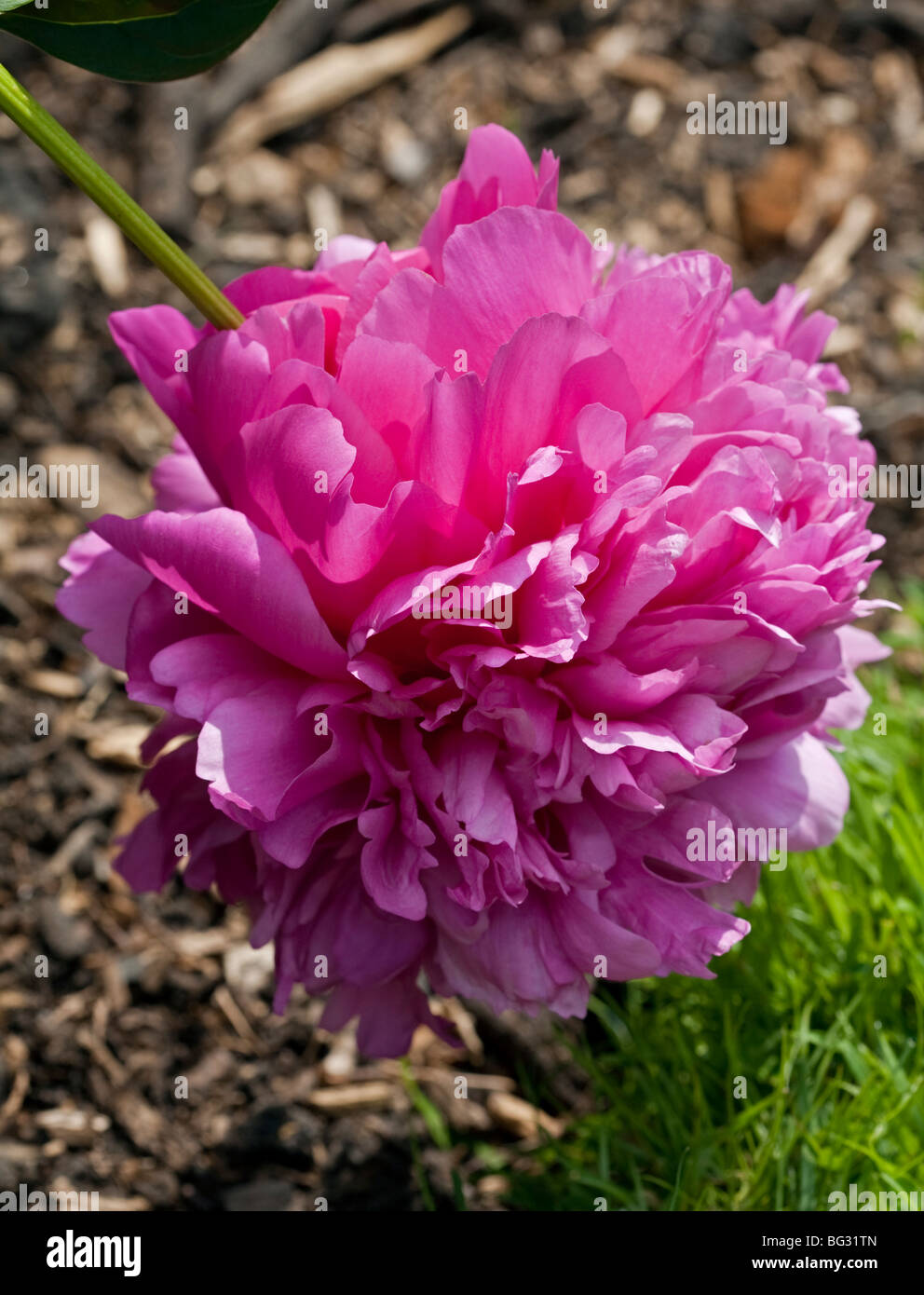 Princess Anne Garden High Resolution Stock Photography And Images Alamy