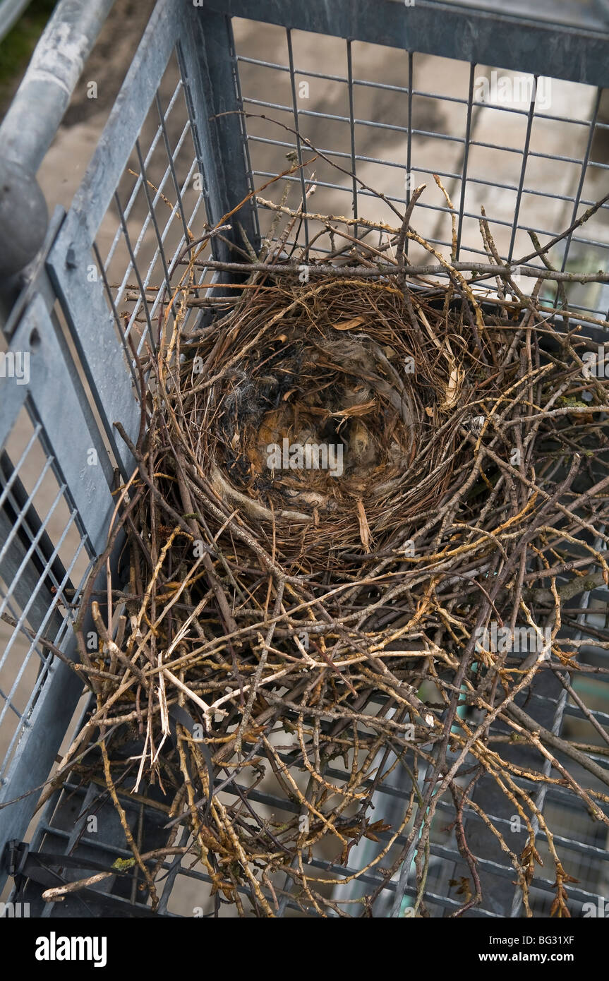 Large birds nest on top of a metal staircase at a water treatment plant