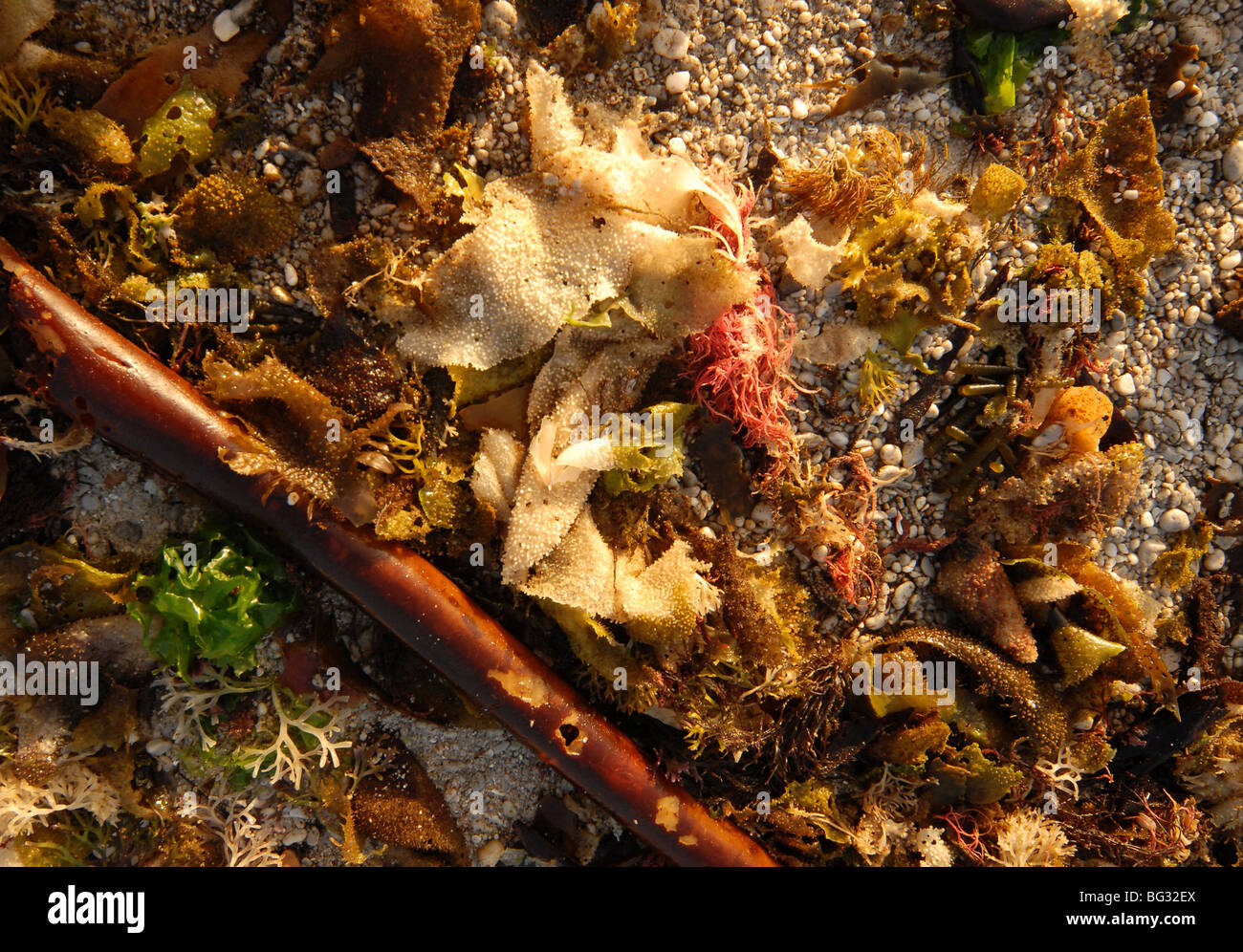 sea weed and debris left on the beach after a storm Stock Photo