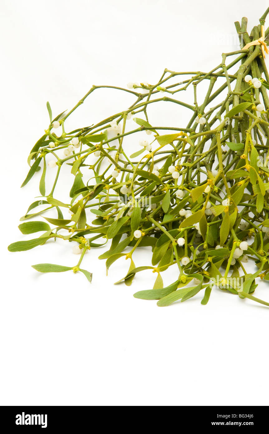 Bunch of Mistletoe, Viscum album, against a creamy white background