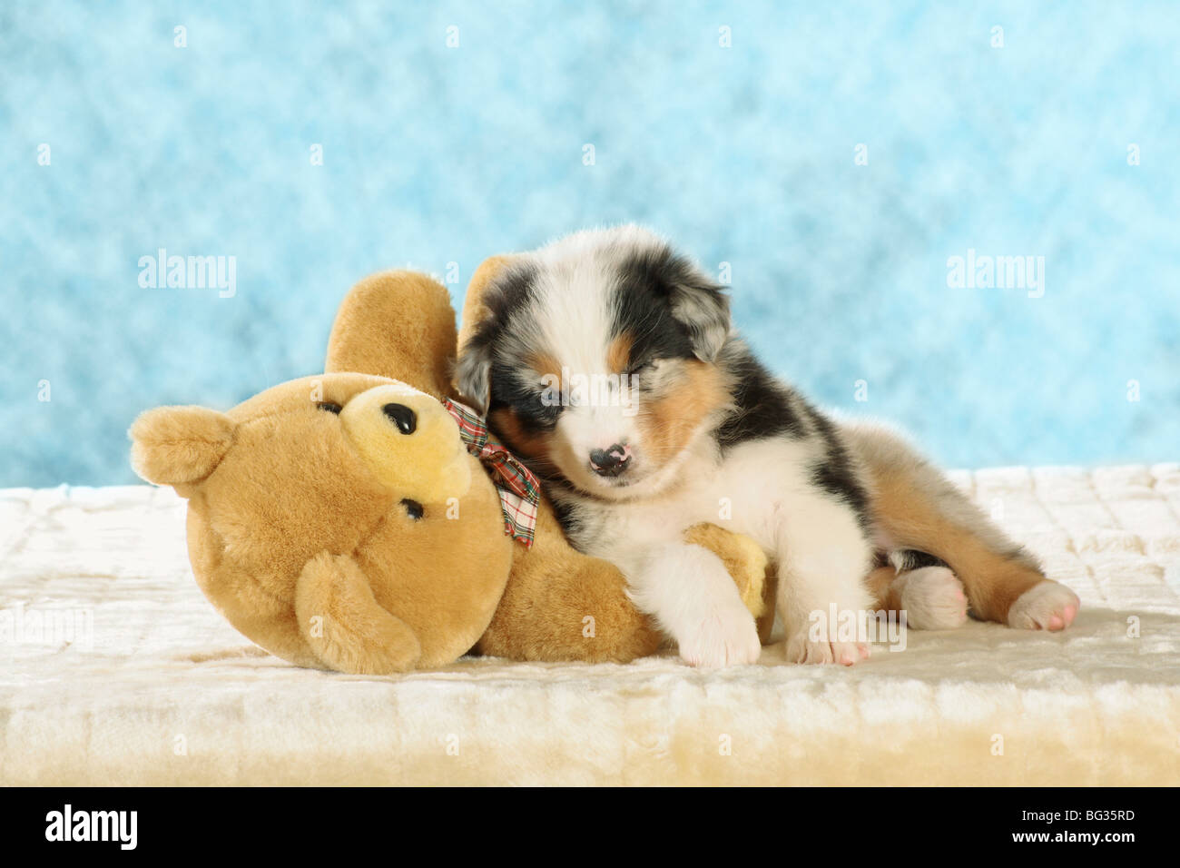 Australian shepherd hotsell teddy bear