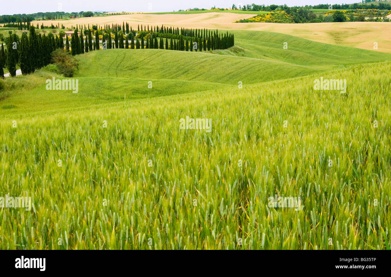 Crete Senesi area, Siena Province, Tuscany, Italy, Europe Stock Photo