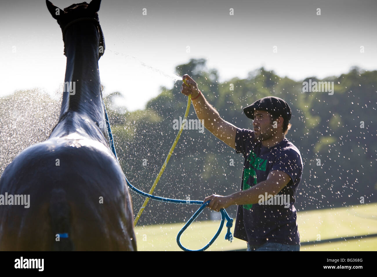 A polo groom washes a horse after a match, Cowdray Park, England Stock