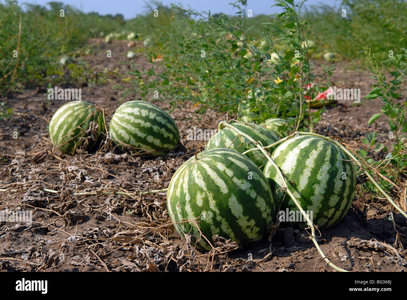 Ripe water-melons on a water-melon field Stock Photo