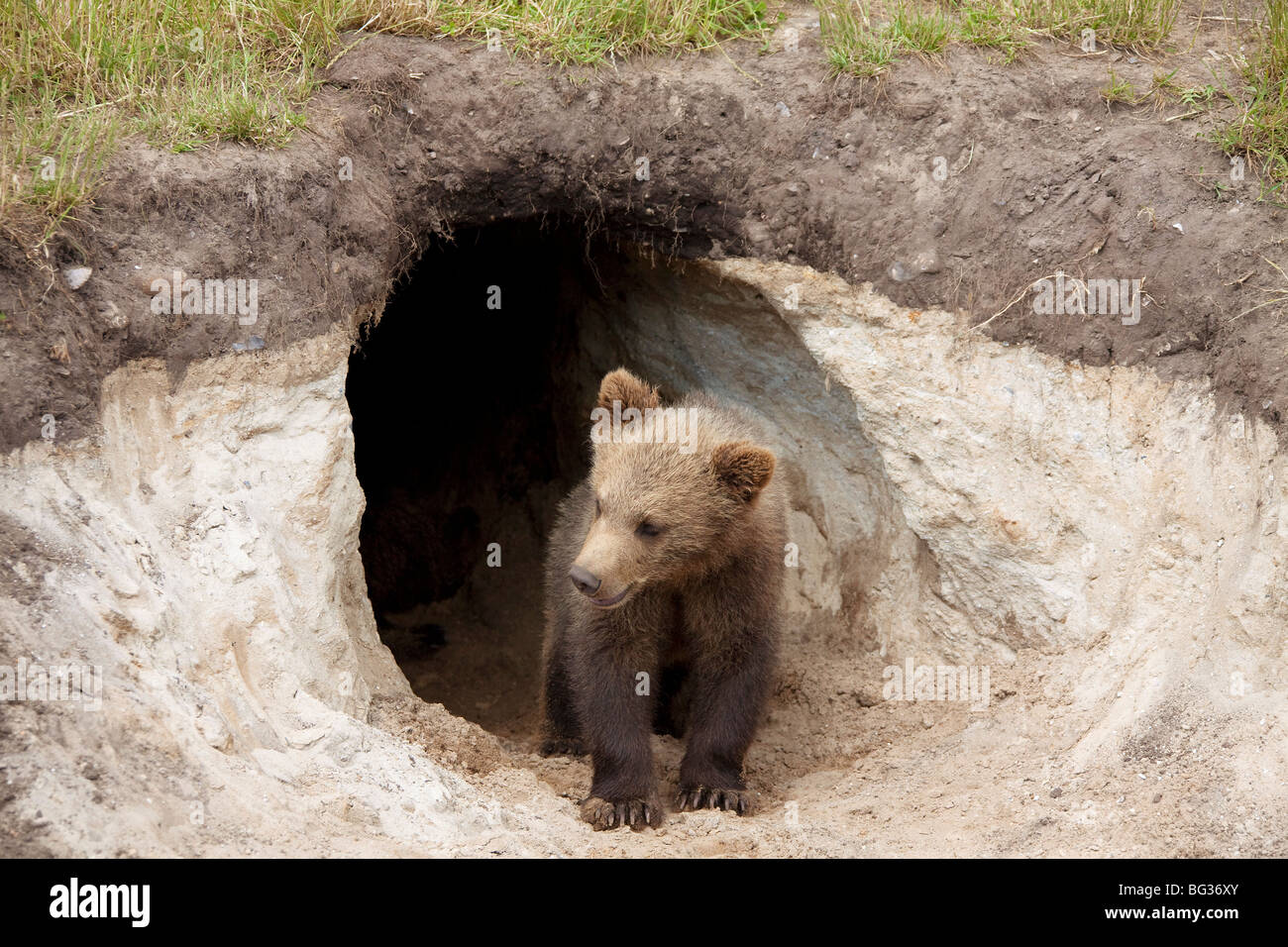 Eurasian Brown Bear cub standing in front of den / Ursus arctos Stock
