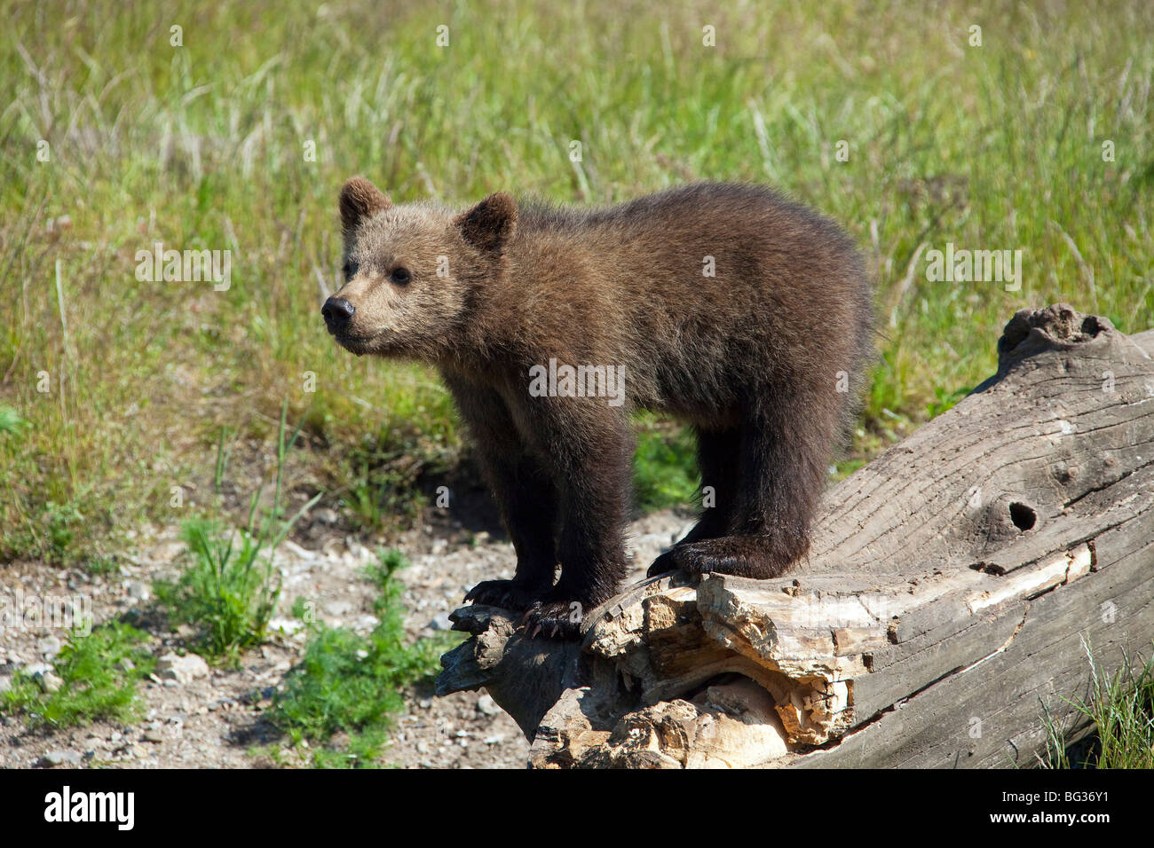 young Eurasian Brown Bear - standing on a tree trunk / Ursus arctos arctos Stock Photo