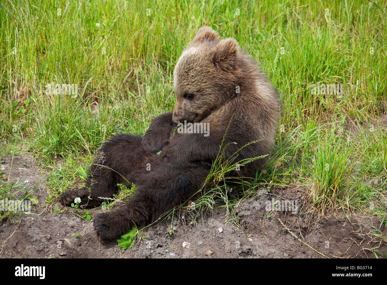 Eurasian Brown Bear - cub preening itself / Ursus arctos arctos Stock ...