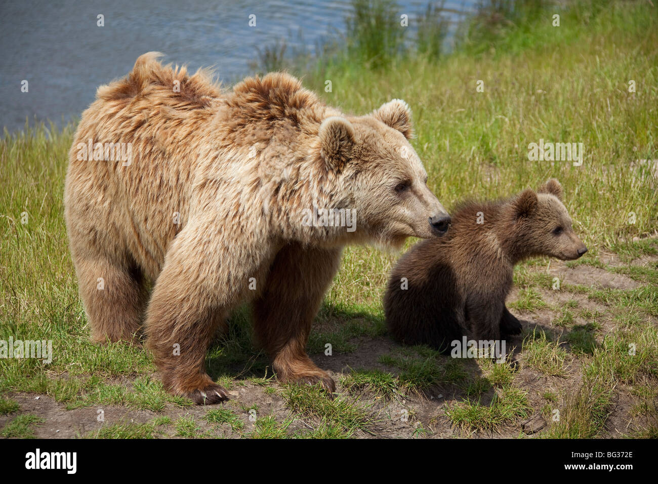 Eurasian Brown Bear - mother with cub / Ursus arctos arctos Stock Photo ...