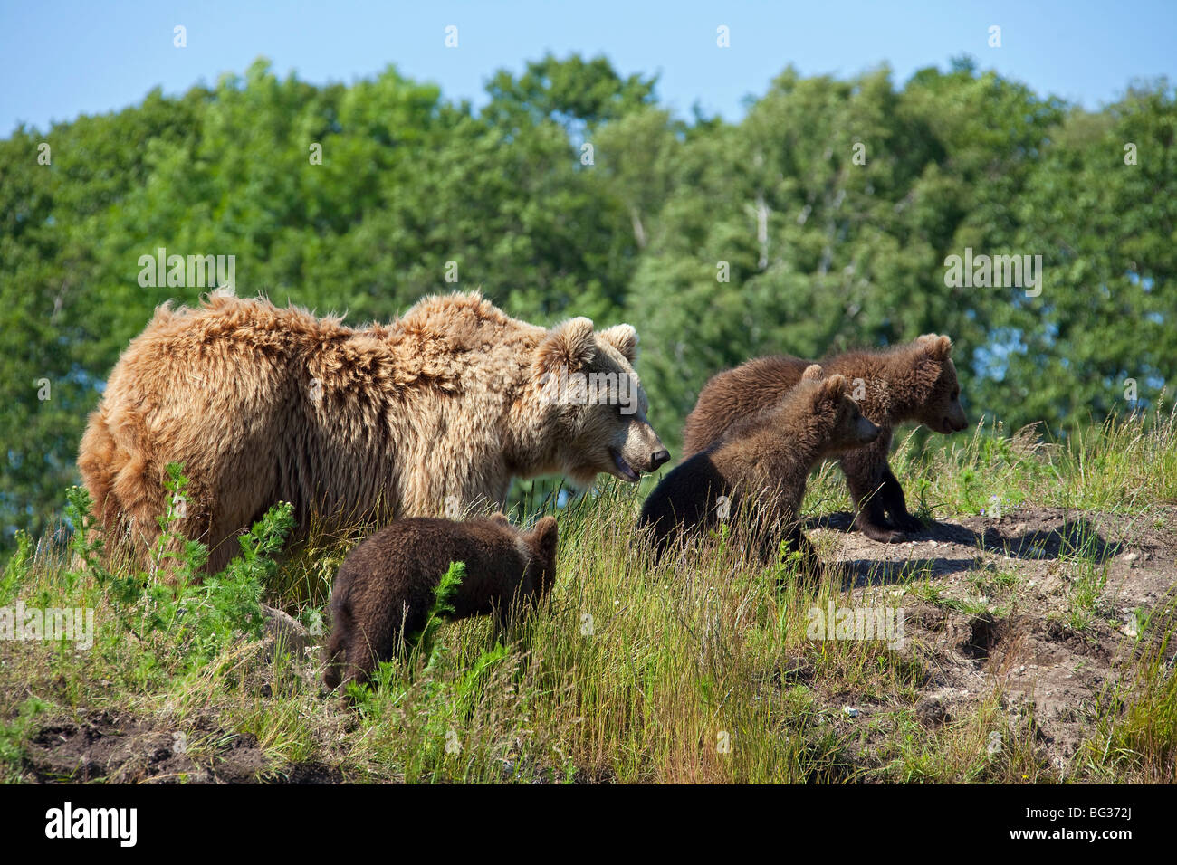 Eurasian Brown Bear - mother with three cubs / Ursus arctos arctos ...