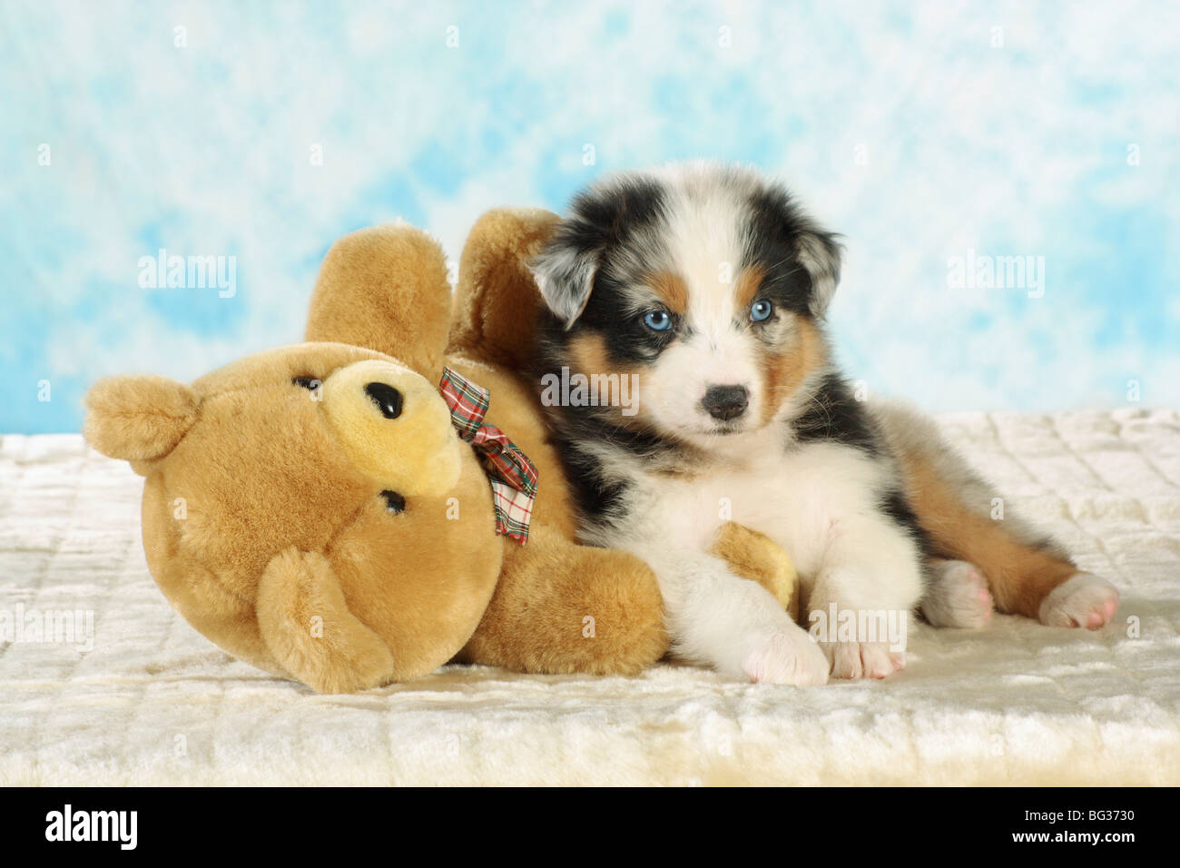 teddy bear shepherd