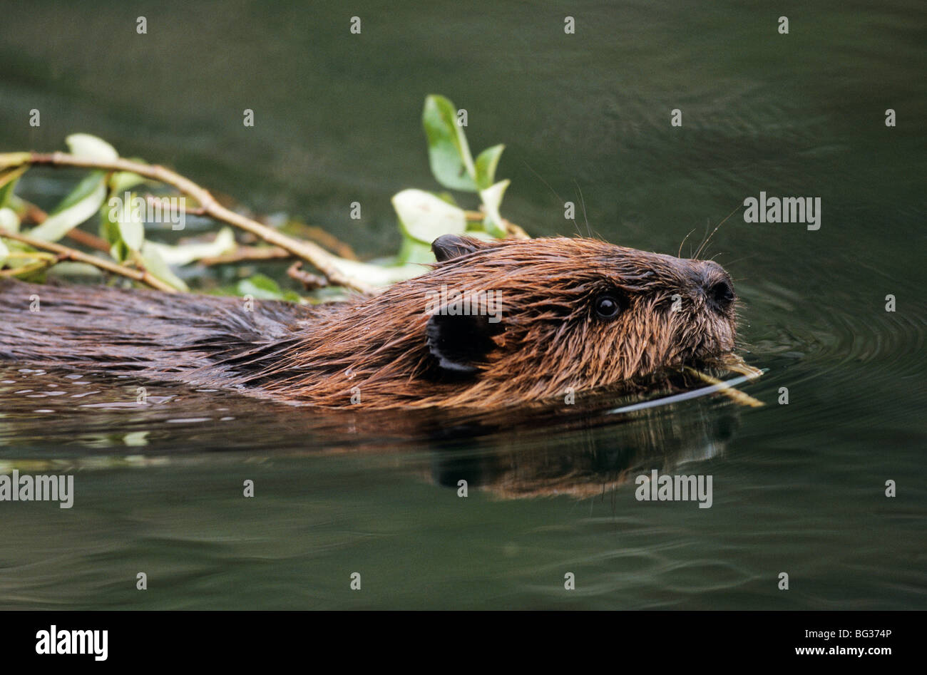 North American Beaver - swimming with a twig / Castor canadensis Stock ...