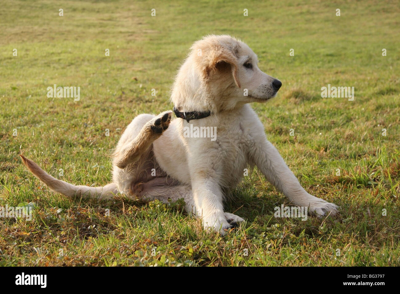 Golden Retriever dog - puppy sitting on meadow Stock Photo - Alamy