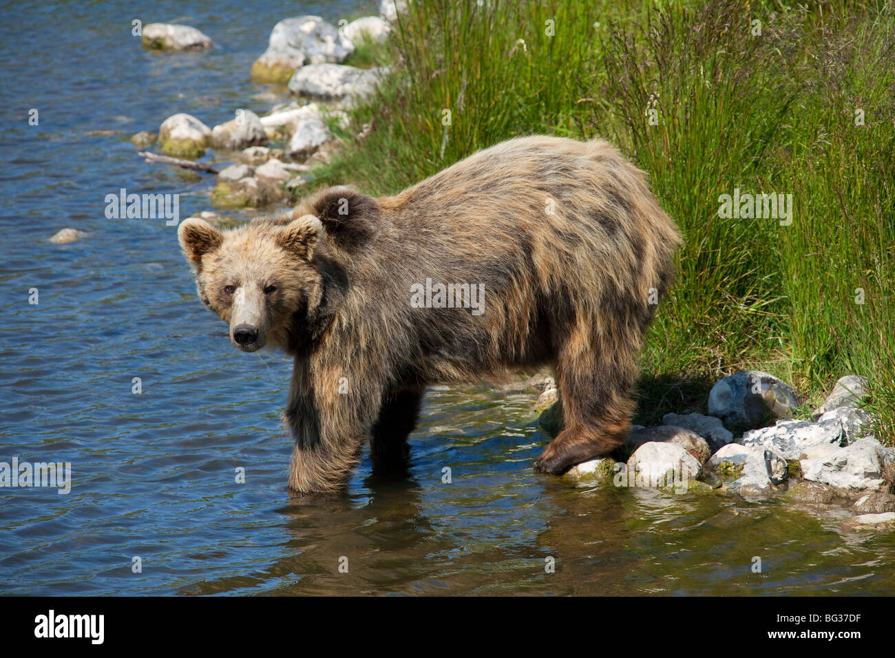 Eurasian Brown Bear - standing at the shore / Ursus arctos arctos Stock ...