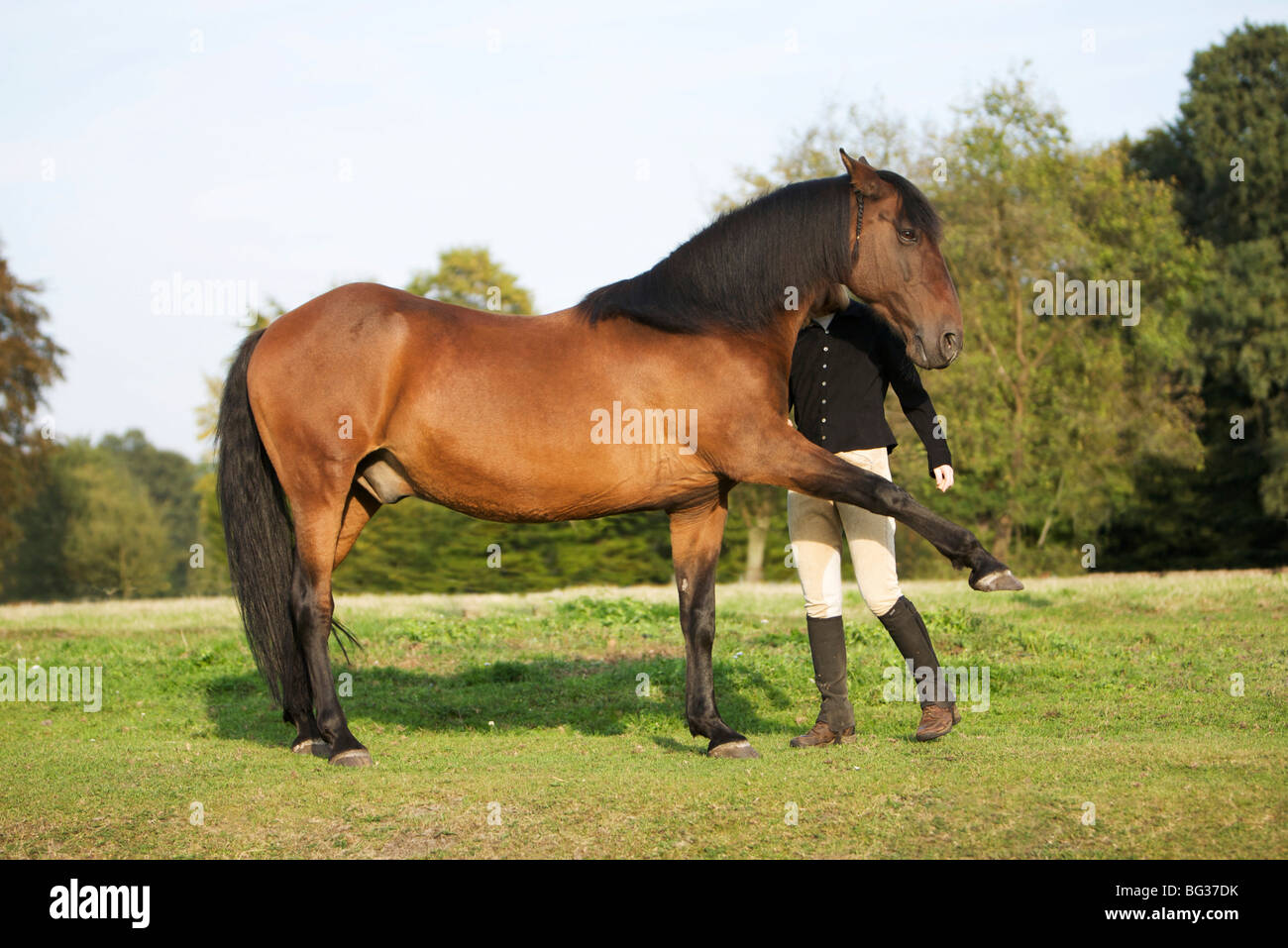 Andalusian horse spanish walk hi-res stock photography and images - Alamy
