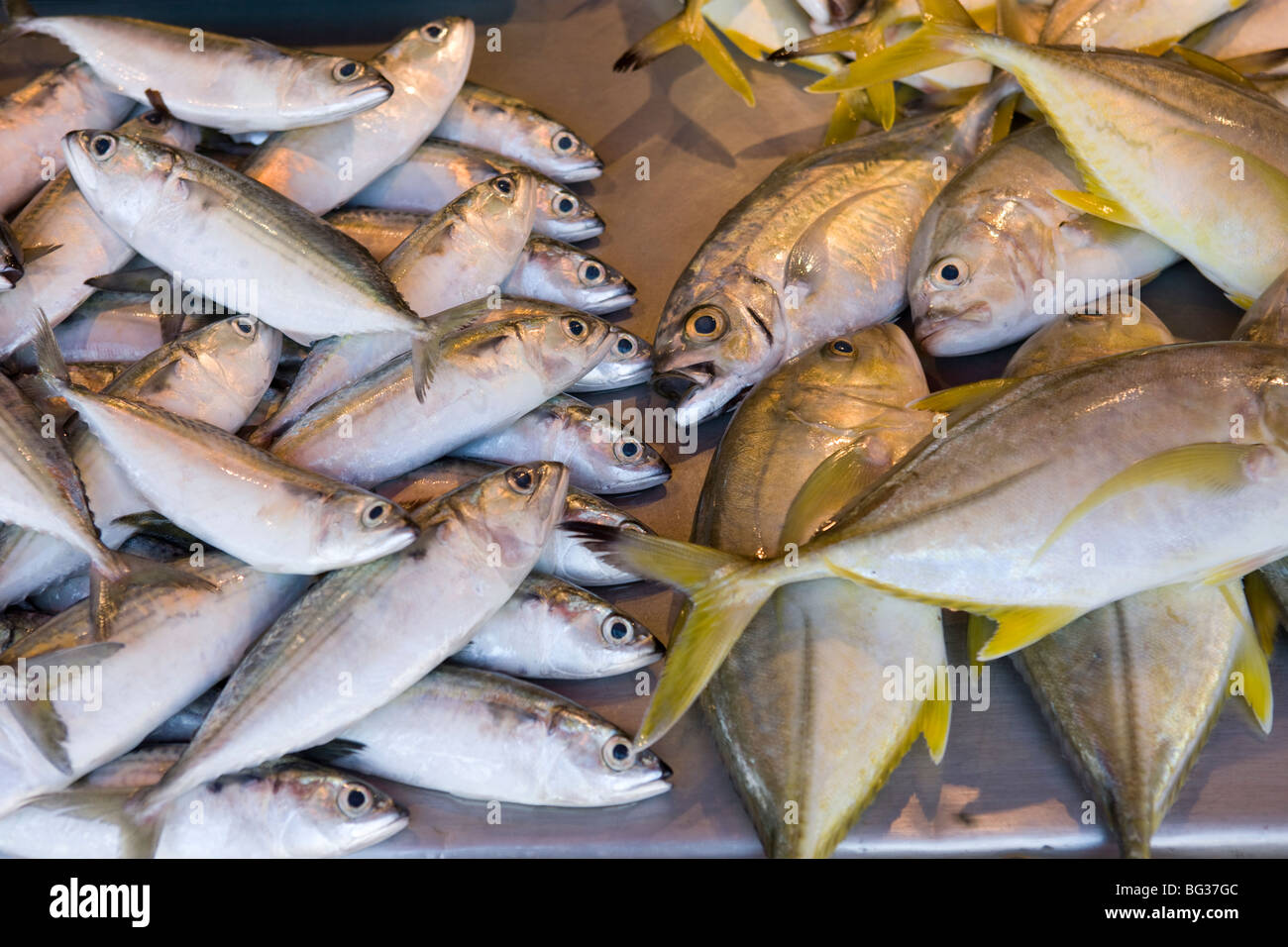 Fresh fish market, Aluthgama, Sri Lanka Stock Photo Alamy