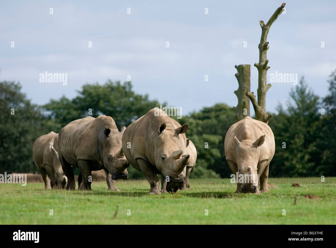 Group of White Rhinoceros in captivity at Whipsnade Zoo in England Stock Photo