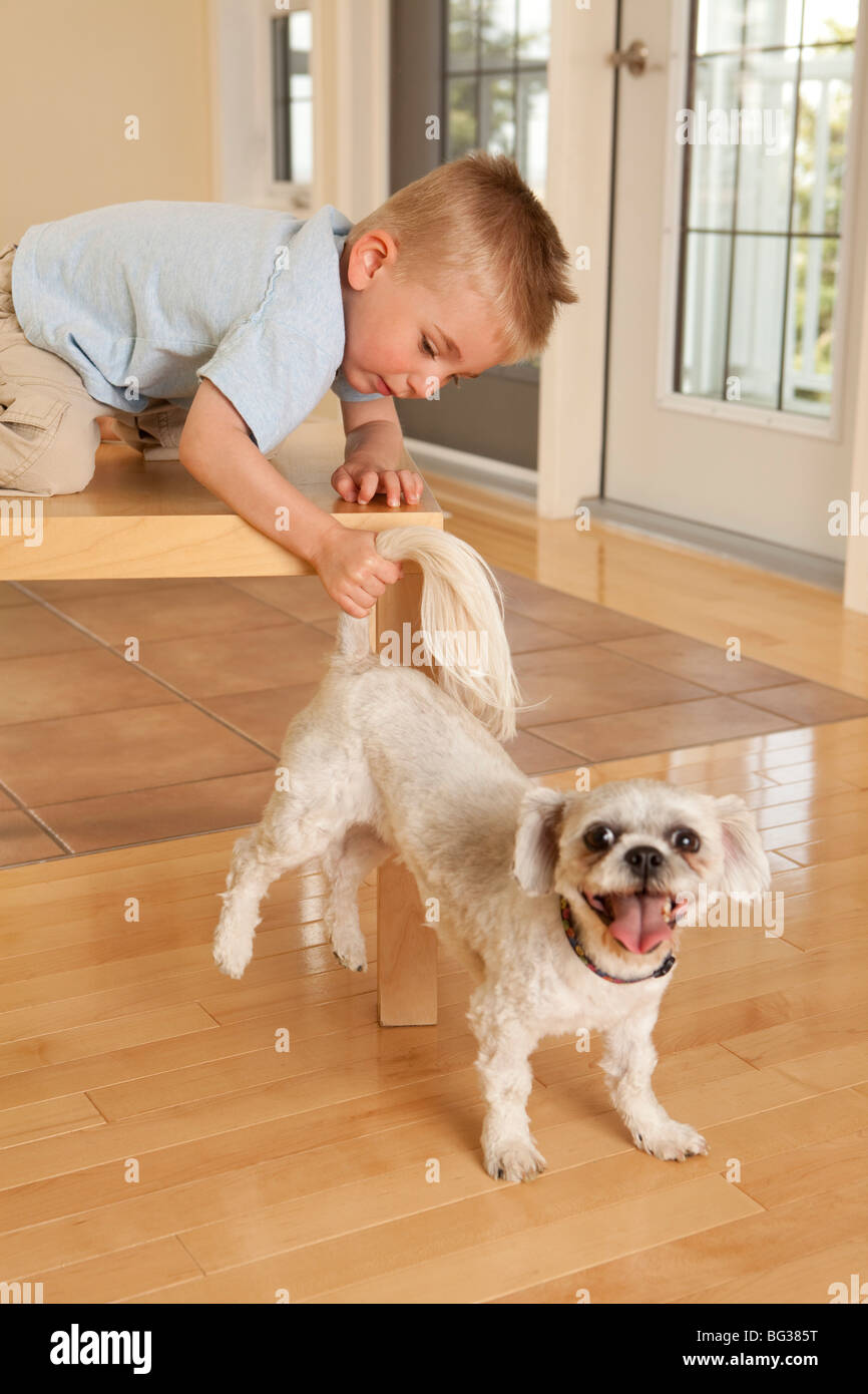 Boy pulling dog tail Stock Photo Alamy
