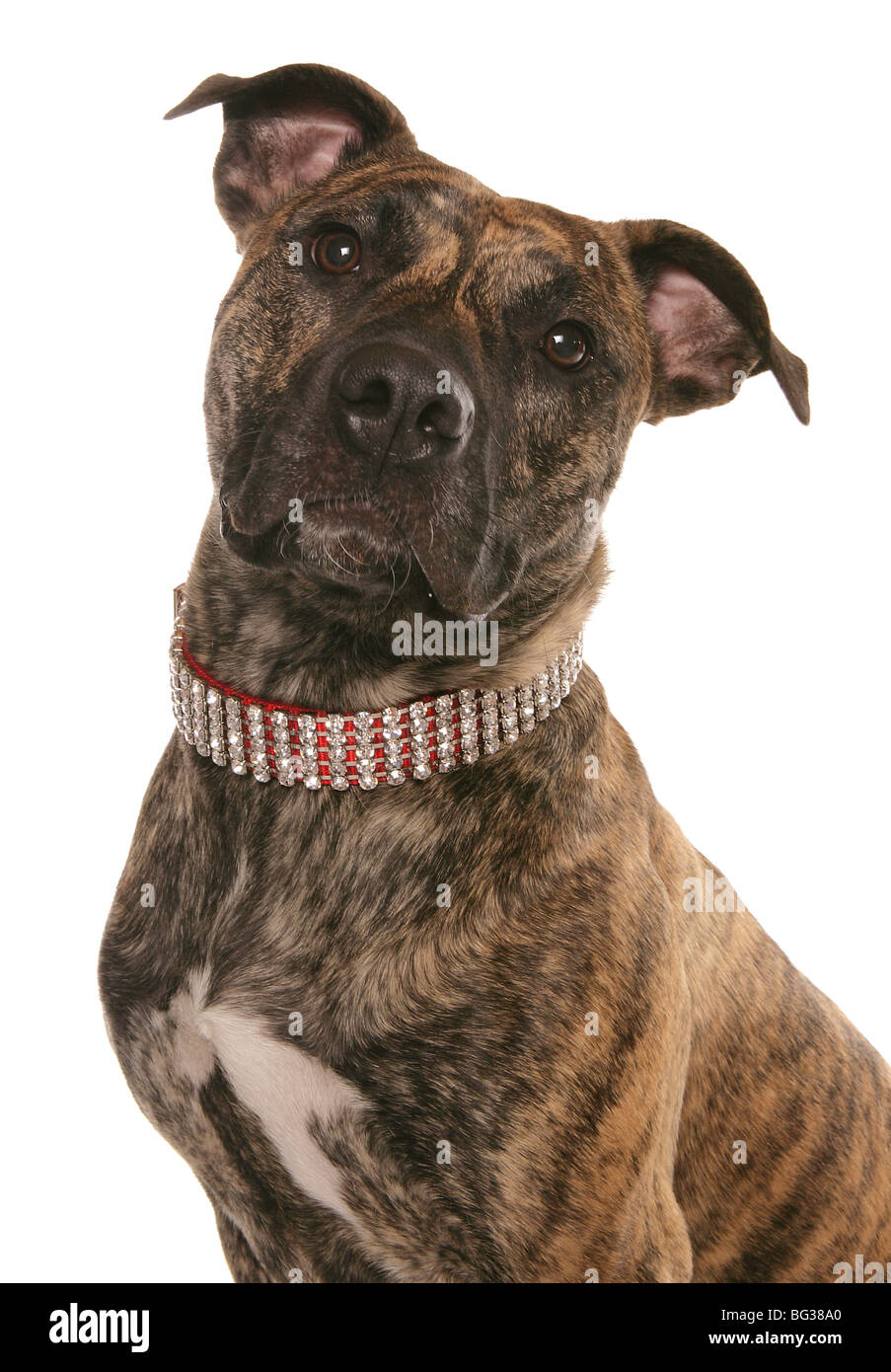 Portrait bull dog Cut Out Stock Images & Pictures - Alamy