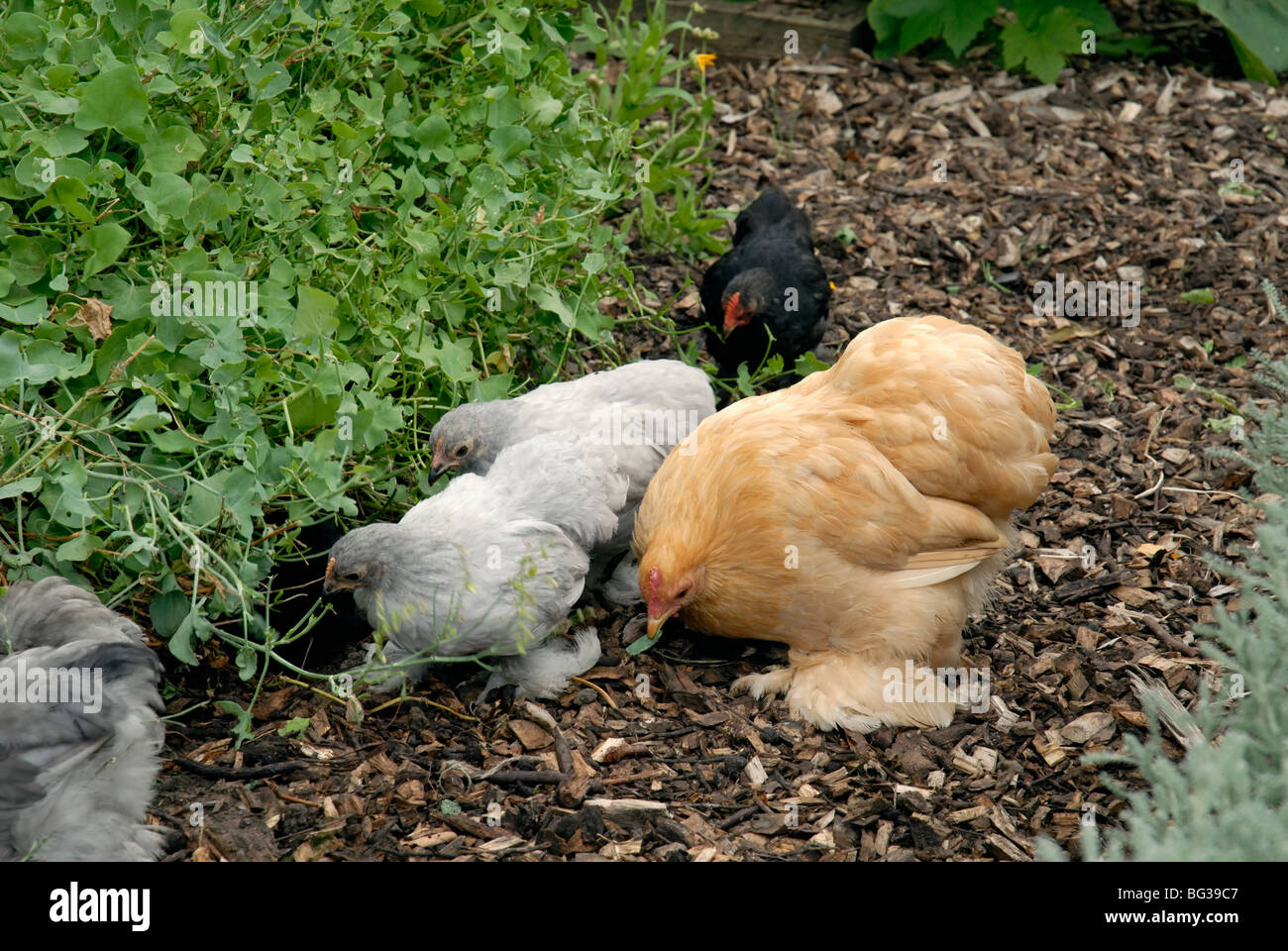 FANCY POULTRY IN VEGETABLE GARDEN Stock Photo Alamy