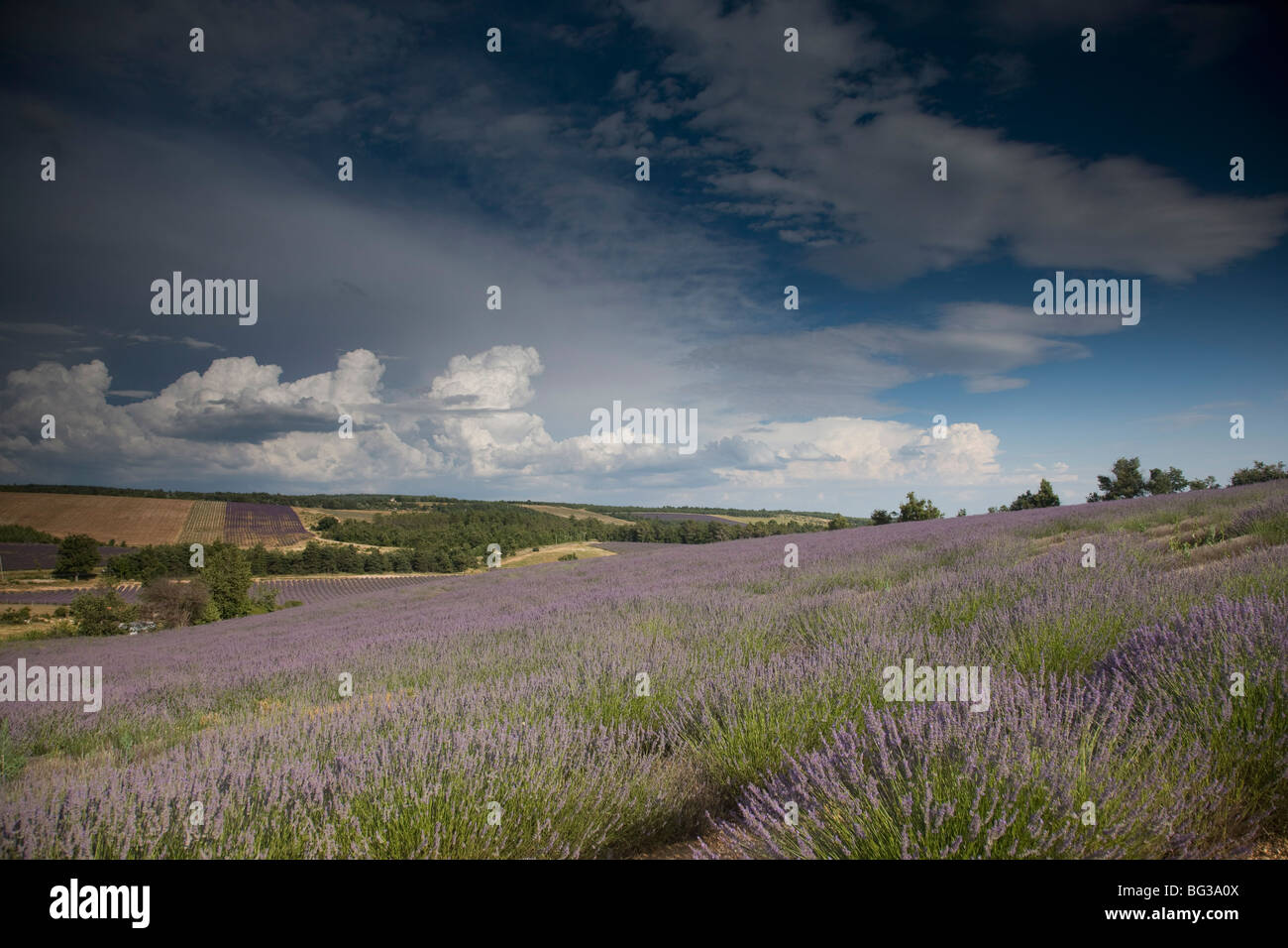 Lavender fields, Lagarde D'Apt, Provence, France, Europe Stock Photo