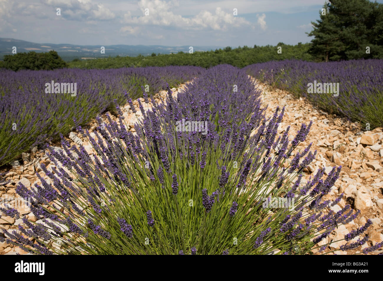 Lavender fields, Provence, France, Europe Stock Photo