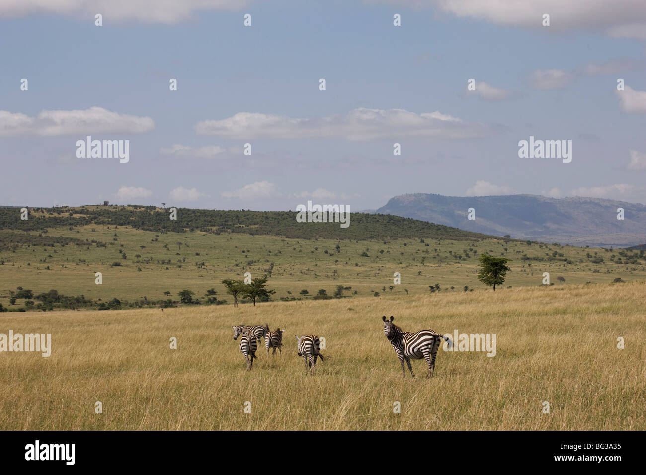 Burchell's zebras (Equus burchelli), Masai Mara National Reserve, Kenya, East Africa, Africa Stock Photo