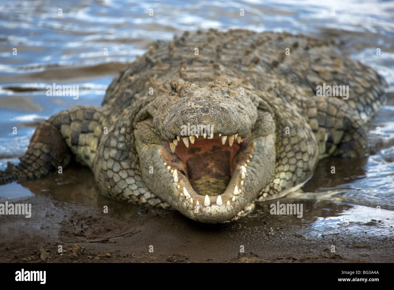 Nile crocodile (Crocodylus niliticus) on shore of Mara River with open jaws, Masai Mara National Reserve, Kenya, East Africa Stock Photo