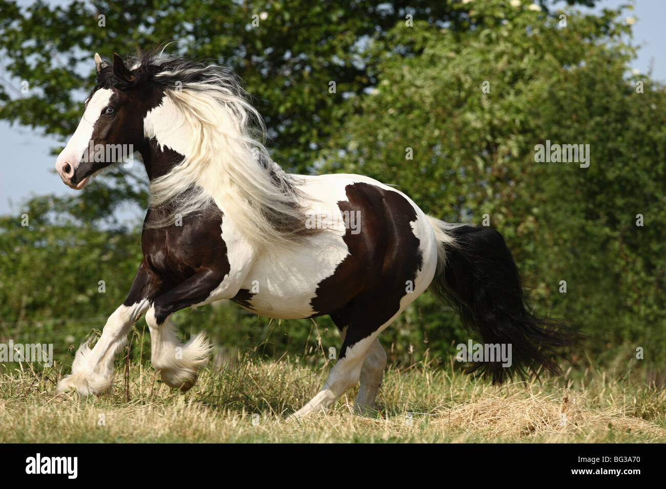 Tinker Pony horse - galloping on meadow Stock Photo - Alamy