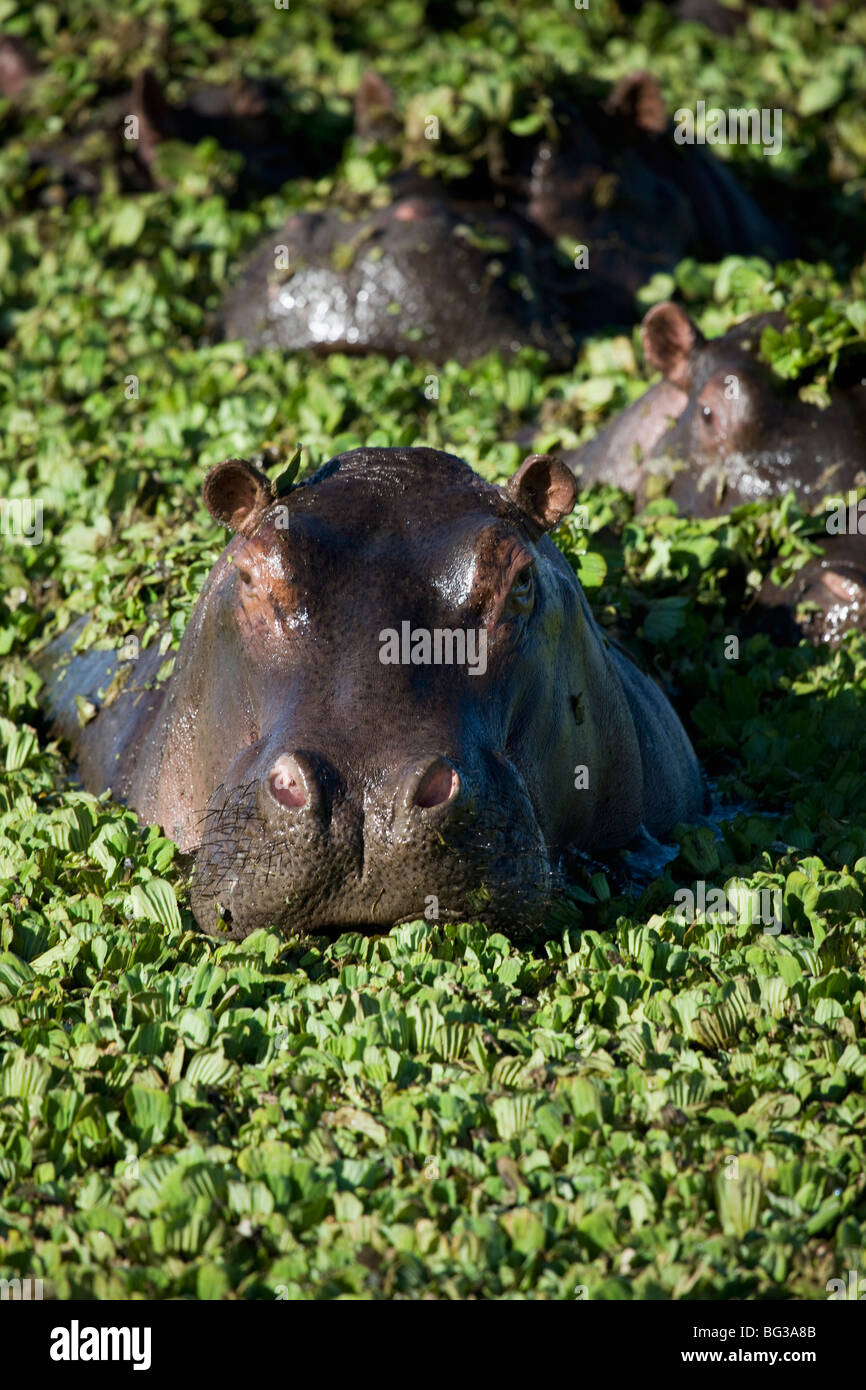 Hippopotamus Hippopotamus Amphibius Masai Mara National Reserve