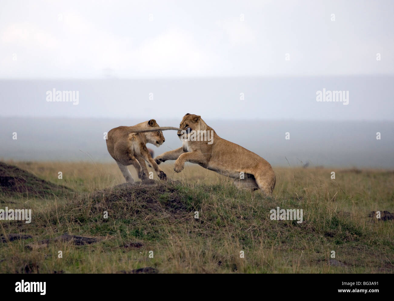 Female lion (Panthera leo), Masai Mara National Reserve, Kenya, East Africa, Africa Stock Photo