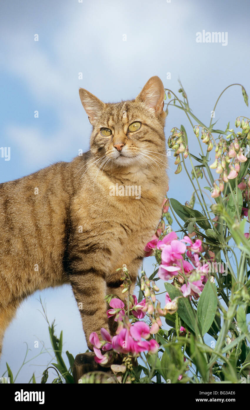 tabby domestic cat - standing between flowers Stock Photo - Alamy