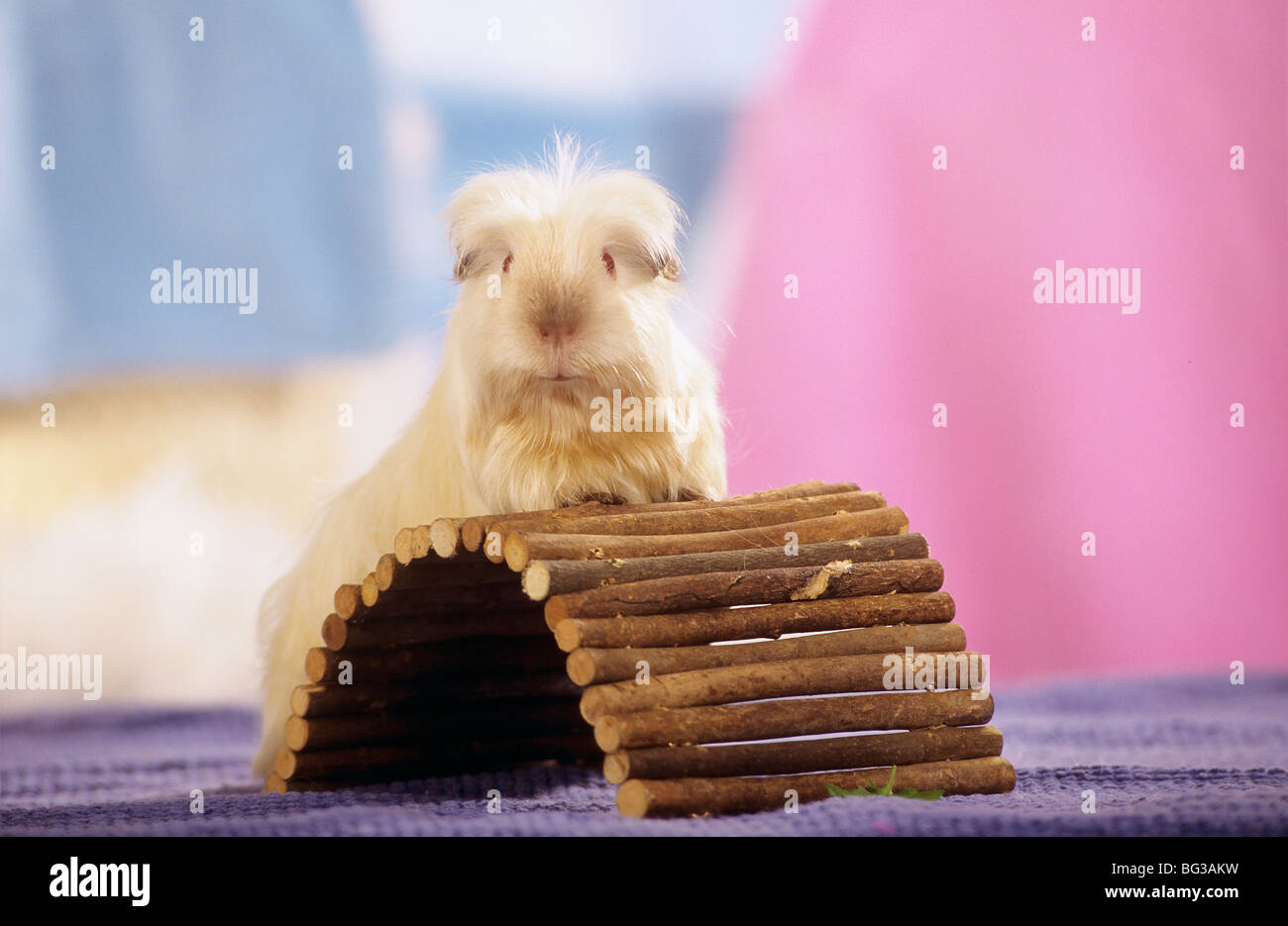 guinea pig at wooden toy Stock Photo - Alamy - Woolly Brush Guinea Pig Leaf Toy