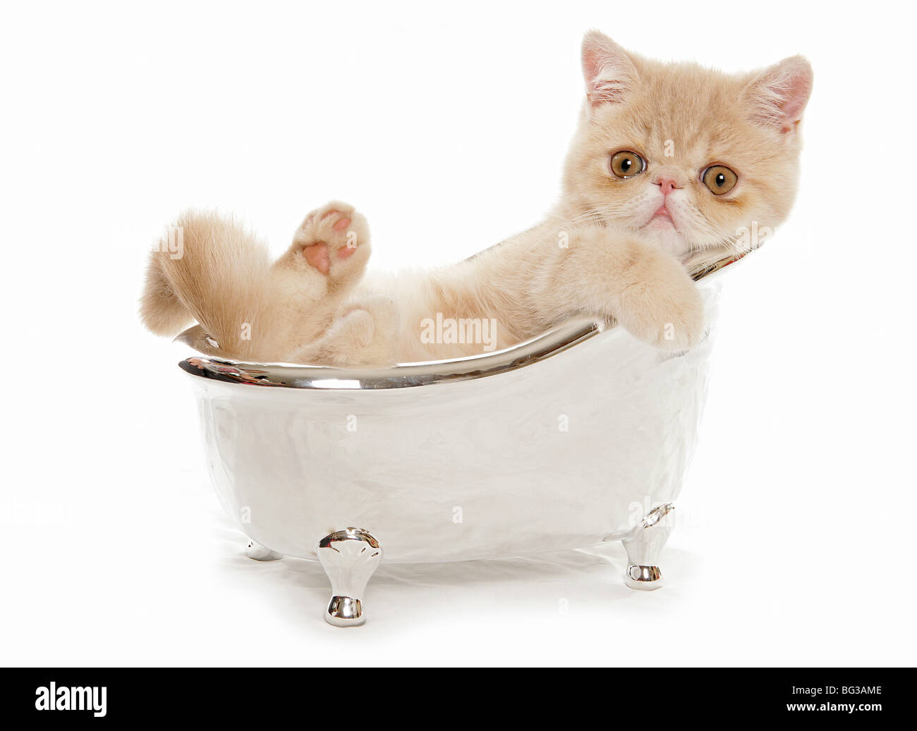 exotic shorthair cat kitten