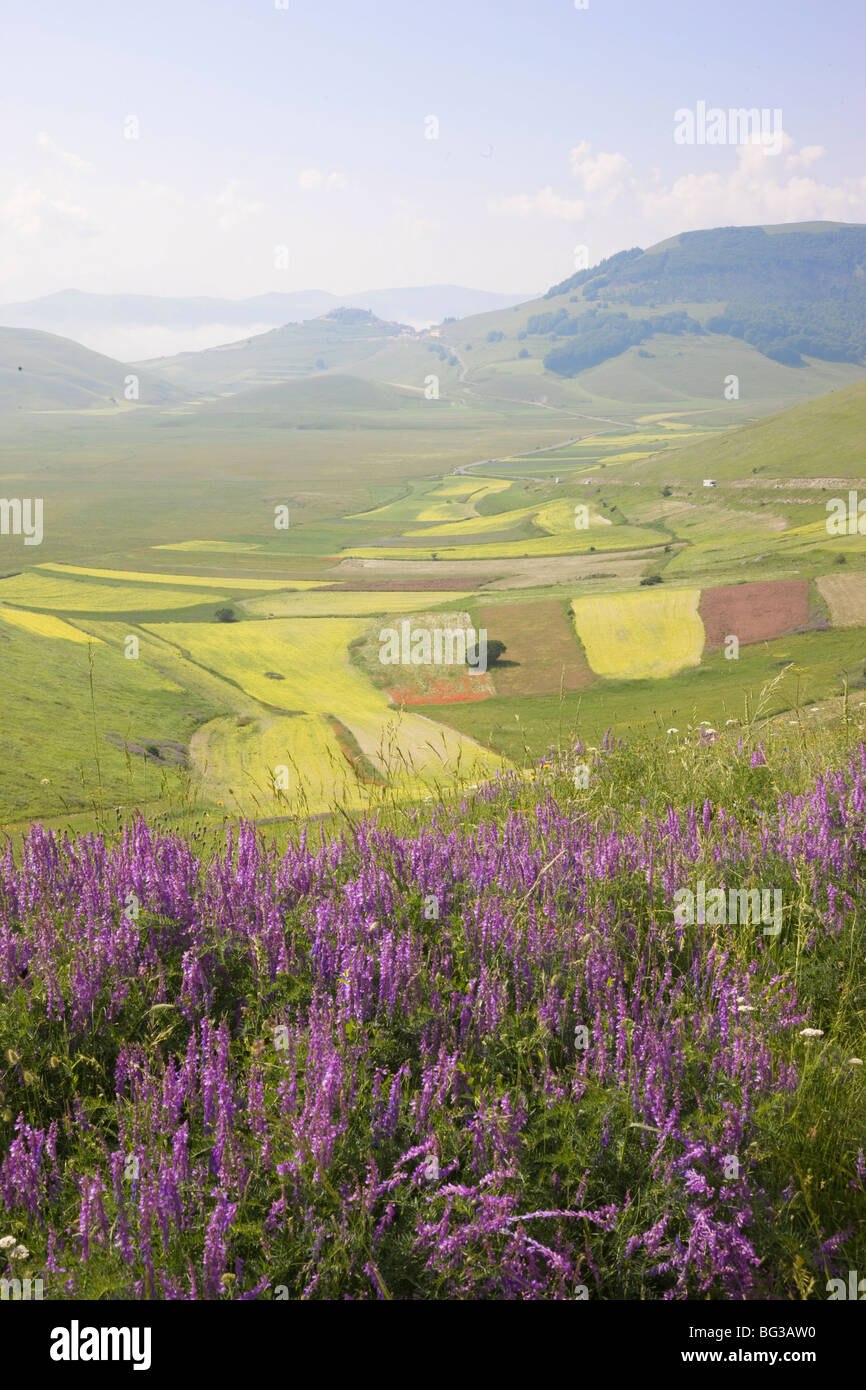 Fields of lentils, Highland of Castelluccio di Norcia, Norcia, Umbria, Italy, Europe Stock Photo