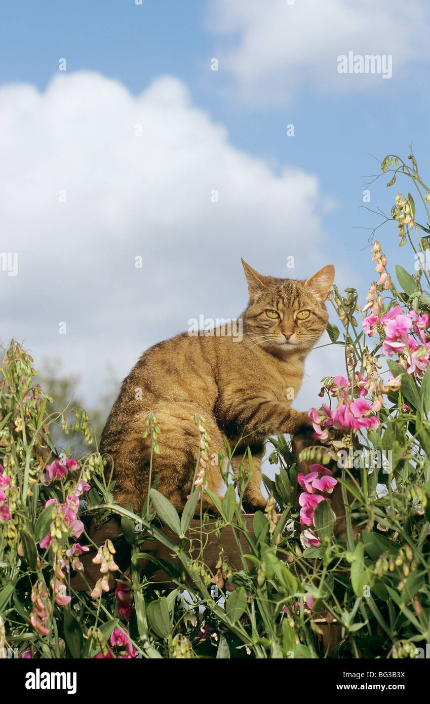 tabby domestic cat - standing between flowers Stock Photo - Alamy