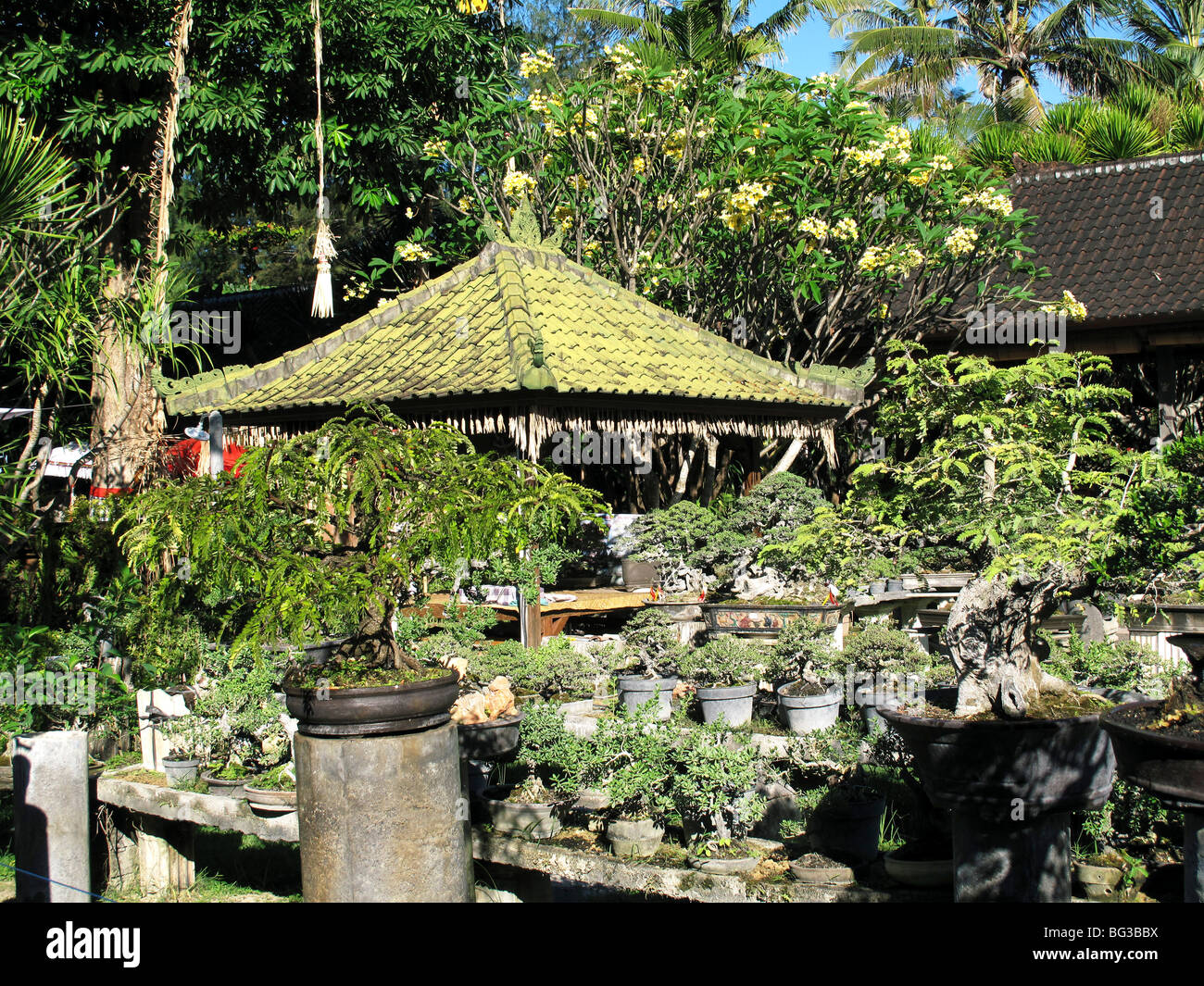 Bonsai restaurant in Sanur beach, Bali, Indonesia, very important bonsais collection Stock Photo